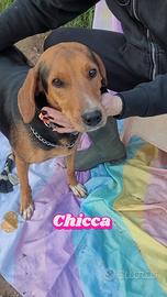 ADOTTA CAGNOLINA "femmina-meticcia"