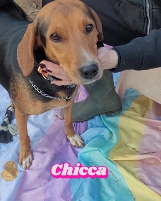 ADOTTA CAGNOLINA "femmina-meticcia"