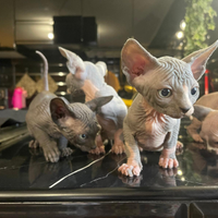 Sphynx e sphynx elf