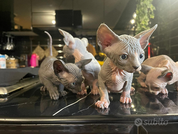 Sphynx e sphynx elf