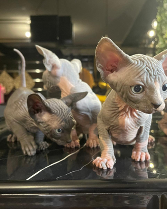 Sphynx e sphynx elf