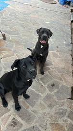 Cuccioli di cane corso