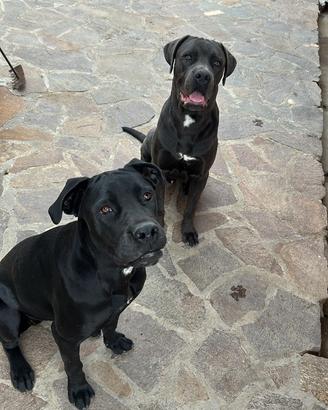 Cuccioli di cane corso