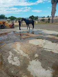 Cavallo PSI
