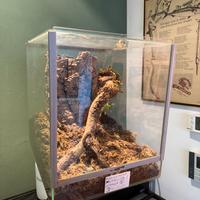 Teca terrario 30 x 25 x 25