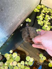 Tartaruga graptemys pseudogeographica maschio