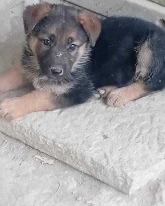 Ultimi cuccioli pastore tedesco