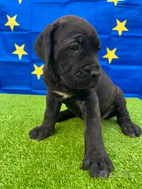 Boerboel
