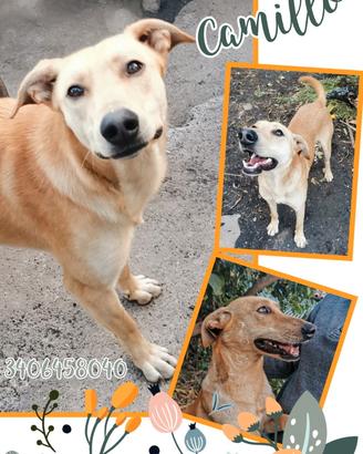 Adozioni responsabili per cani bisognosi