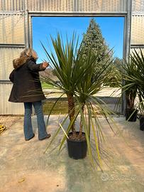 Pianta palma nastrino altezza 150/170 cm