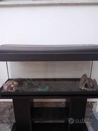 Acquario