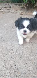 Cucciolo di pechinese