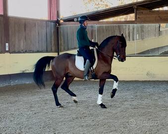 PRESTIGIOSO CAVALLO SPAGNOLO 13 anni h 165