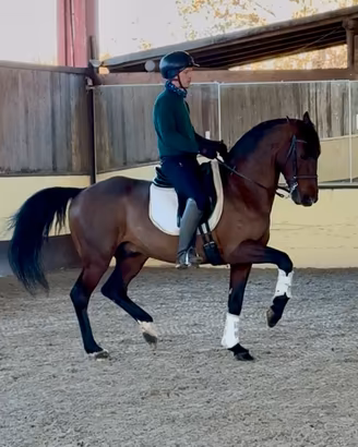 PRESTIGIOSO CAVALLO SPAGNOLO 13 anni h 165