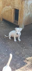 Cucciola di jack Russell terrier