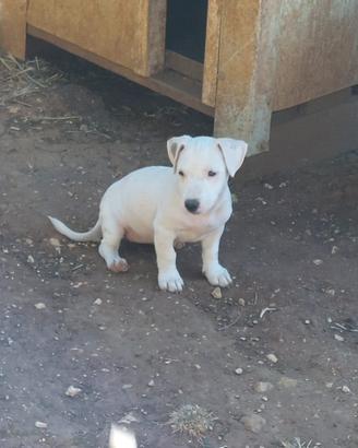 Cucciola di jack Russell terrier