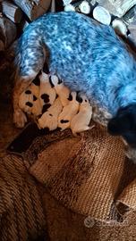Australian cattle dog (Bovaro australiano)
