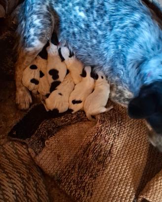 Australian cattle dog (Bovaro australiano)