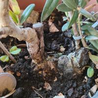 ulivo per bonsai