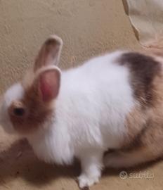 Cucciolo coniglio nano