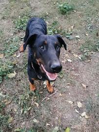 Un'adozione per due splendidi beauceron