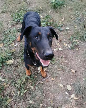 Un'adozione per due splendidi beauceron