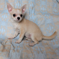 Splendida cucciola chihuahua, allevamento enci