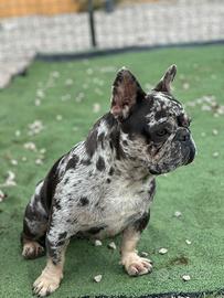 Bulldog francese