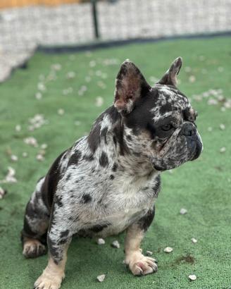 Bulldog francese