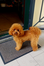 Barboncino miniToy per accoppiamento