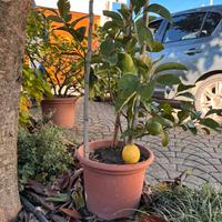 Pianta di limoni