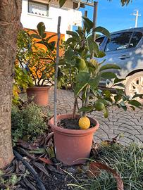 Pianta di limoni