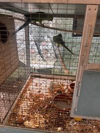 Pappagalli coppia Verdi
