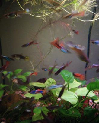 Guppy