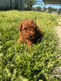 Cuccioli barboncini toy