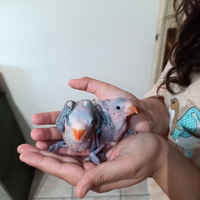 Parrocchetto dal collare