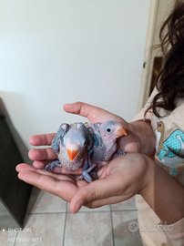 Parrocchetto dal collare