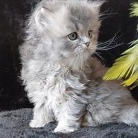 Cucciolo British longhair con pedigree