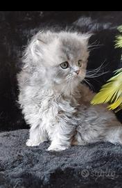Cucciolo British longhair con pedigree