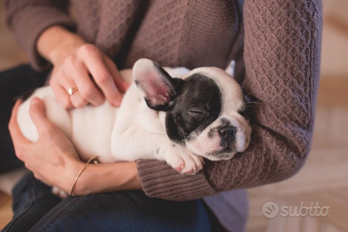 Cuccioli Bulldog Francese Disponibili. Allevamento Italiano Bouledogue – Bulldog  Francese Expo