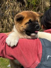 Cucciolo akita americano