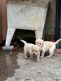 Labrador