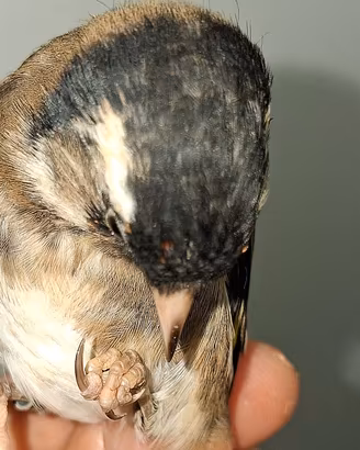 Cardellino testa nera