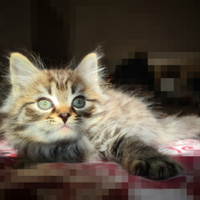 Disponibile Cucciolo di Gatto Siberiano (Denver)