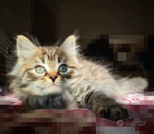 Disponibile Cucciolo di Gatto Siberiano (Denver)