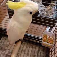 Cacatua e conuri pappagalli allevati a mano