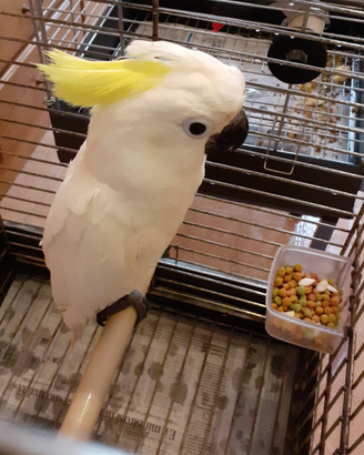 Cacatua e conuri pappagalli allevati a mano