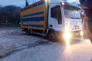 eurocargo trasporto animali vivi 75.15 