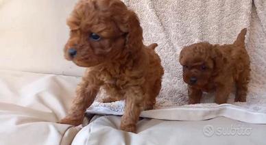 Barboncini mini toy e toy