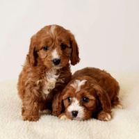 Cuccioli di cavapoo maschi e femmine